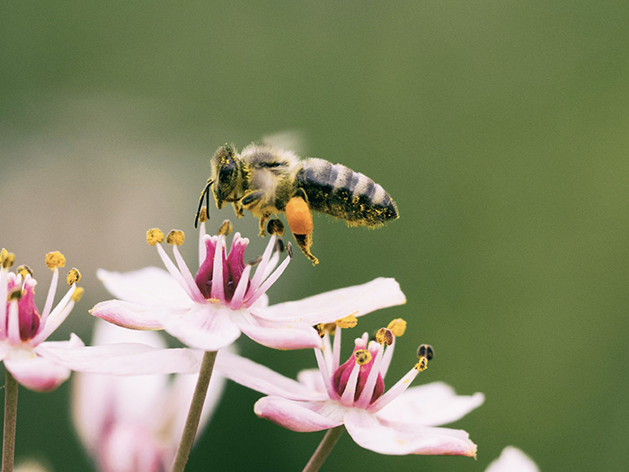Honeybee hovering above a pink flower